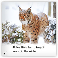 Lynx from Zoozoo Animal World