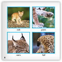 Lynx from Zoozoo Animal World