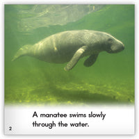 Manatee from Zoozoo Animal World