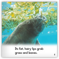 Manatee from Zoozoo Animal World