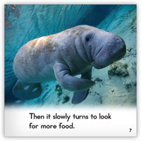 Manatee from Zoozoo Animal World