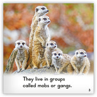 Meerkat from Zoozoo Animal World