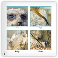 Meerkat from Zoozoo Animal World