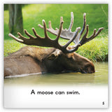 Moose from Zoozoo Animal World