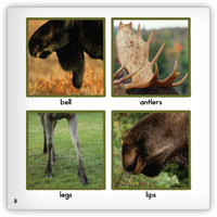 Moose from Zoozoo Animal World