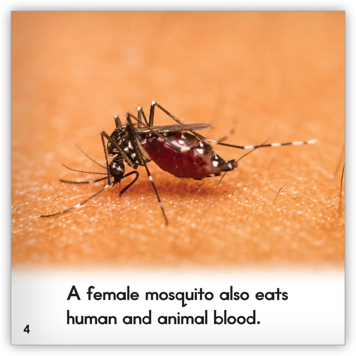 Mosquito from Zoozoo Animal World