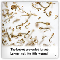 Mosquito from Zoozoo Animal World