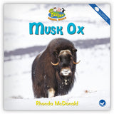 Musk Ox from Zoozoo Animal World