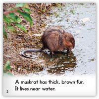 Muskrat from Zoozoo Animal World