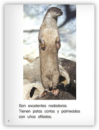 Nutrias asombrosas from Colección Caleidoscopio