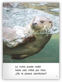 Nutrias asombrosas from Colección Caleidoscopio