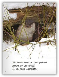 Nutrias asombrosas from Colección Caleidoscopio