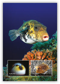 Ocean Oddities from Underwater Encounters