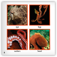Octopus Leveled Book