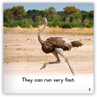 Ostrich from Zoozoo Animal World