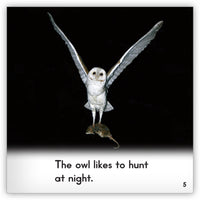 Owl from Zoozoo Animal World