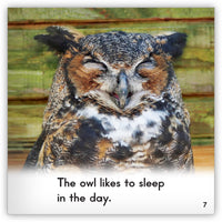 Owl from Zoozoo Animal World