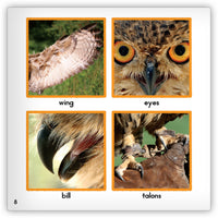 Owl from Zoozoo Animal World