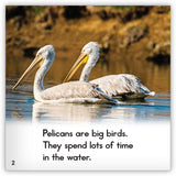 Pelican from Zoozoo Animal World