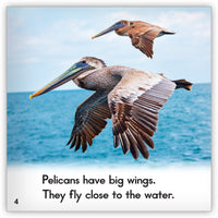 Pelican from Zoozoo Animal World