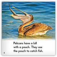 Pelican from Zoozoo Animal World