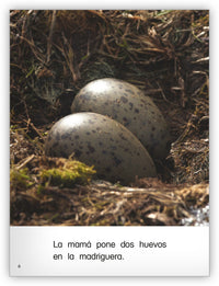 Pequeños pingüinos azules from Colección Caleidoscopio