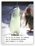 Pequeños pingüinos azules from Colección Caleidoscopio