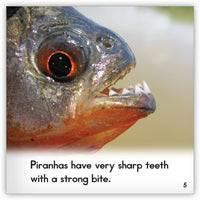 Piranha from Zoozoo Animal World