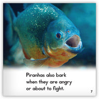 Piranha from Zoozoo Animal World