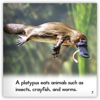 Platypus from Zoozoo Animal World