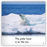 Polar Bear from Zoozoo Animal World