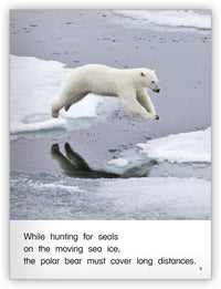 Polar Bears from Kaleidoscope Collection