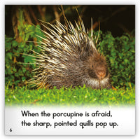 Porcupine from Zoozoo Animal World