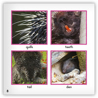 Porcupine from Zoozoo Animal World
