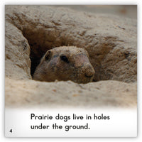 Prairie Dog from Zoozoo Animal World