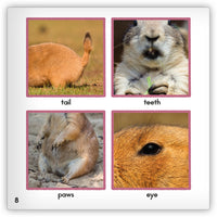Prairie Dog Leveled Book