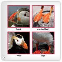 Puffin from Zoozoo Animal World