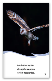 ¿Qué comen los búhos? from Fábulas y el Mundo Real