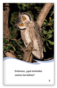 ¿Qué comen los búhos? from Fábulas y el Mundo Real