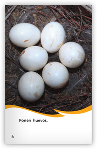 ¡Qué raro los búhos! from Fábulas y el Mundo Real