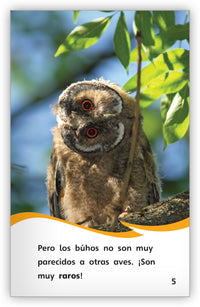 ¡Qué raro los búhos! from Fábulas y el Mundo Real