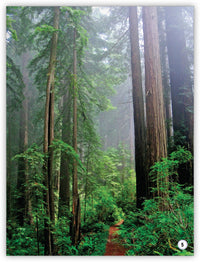 ¿Qué son las plantas?