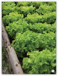 ¿Qué son las plantas?