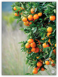 ¿Qué son las plantas?