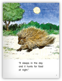 Quills from Kaleidoscope Collection