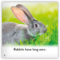 Rabbit from Zoozoo Animal World