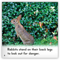 Rabbit from Zoozoo Animal World