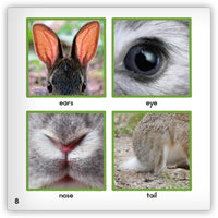 Rabbit from Zoozoo Animal World