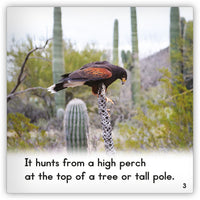 Red-Tailed Hawk from Zoozoo Animal World