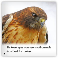 Red-Tailed Hawk from Zoozoo Animal World